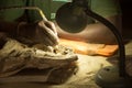 African Paleontologist at Work Royalty Free Stock Photo