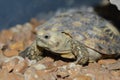 African pancake tortoise Royalty Free Stock Photo