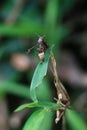 African paper wasp resting on a damaged leaf