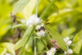 African paper wasp resting on a small white flower