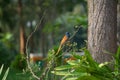 Orange and blue african paradise flycatcher Royalty Free Stock Photo