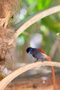 African Paradise Flycatcher