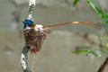 AFRICAN PARADISE FLYCATCHER 05