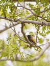 African Paradise Flycatcher