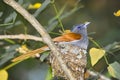 African paradise flycatcher (Terpsiphone viridis)