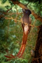 African Paradise-Flycatcher - Terpsiphone viridis a passerine bird with a very long tail and blue eye in the bush, common