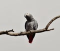 African parrot of red tail