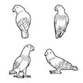 African Parrot Vector Illustration Hand Drawn Animal Cartoon Art