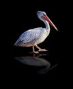 African pelican with his reflection isolated on black background. It's a walking bird. It is collection of wildlife photos