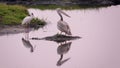 African pelican and spoonbill on lake at sunrise