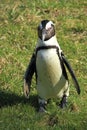 African penguin Royalty Free Stock Photo