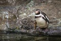 African Penguin