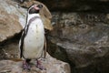 African Penguin