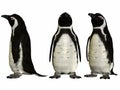 African Penguin Royalty Free Stock Photo