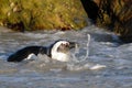 African Penguin aka Cape Penguin splashing