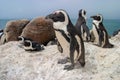 African penguin also known as the jackass penguin and black-footed penguin Royalty Free Stock Photo