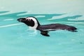 African penguin. Bird and birds. Water world and fauna. Wildlife and zoology.