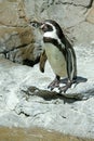 African Penguin Royalty Free Stock Photo