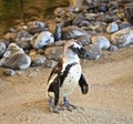 African Penguin Royalty Free Stock Photo