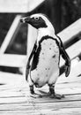 African Penguin On Boardwalk Black and White