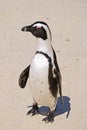 African Penguin on Boulders Beach #2