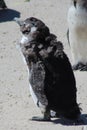 African Penguin on Boulders Beach