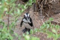 An African Penguin at Boulders Beach, Cape Town, South Africa Royalty Free Stock Photo