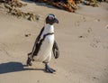 African Penguin