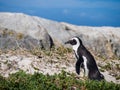 African penguin on Boulders beach in Simon's Town, South Africa Royalty Free Stock Photo