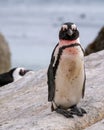 African penguin at Boulders Beach in Simonstown, Cape Town, South Africa. Royalty Free Stock Photo