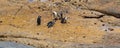 African penguin at boulders beach South Africa Royalty Free Stock Photo