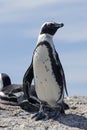 African Penguin Boulders Cape Town South Africa