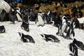 African penguin and Cape cormorant birds, South Africa Royalty Free Stock Photo