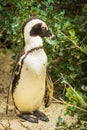 African Penguin Cape Peninsula