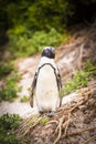 African Penguin Cape Peninsula