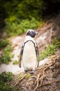 African Penguin Cape Peninsula