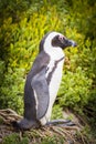 African Penguin Cape Peninsula