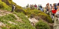 African Penguin in Cape Town, South Africa