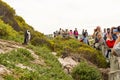 African Penguin in Cape Town, South Africa