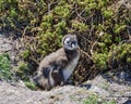 African Penguin Chick Royalty Free Stock Photo