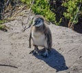 African Penguin Chick Royalty Free Stock Photo