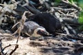 African penguin and chick in a nesting area Royalty Free Stock Photo