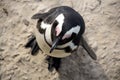 African Penguin