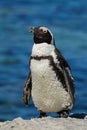 African penguin on coastal rocks