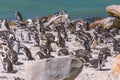 African penguin colony in South Africa Royalty Free Stock Photo