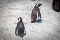 African penguin colony at Boulders beach, South Africa Royalty Free Stock Photo