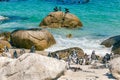 African penguin colony at Boulders beach, South Africa Royalty Free Stock Photo