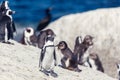 African penguin colony at Boulders beach, South Africa Royalty Free Stock Photo