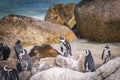 African penguin colony in South Africa Royalty Free Stock Photo