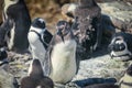 African penguin colony in South Africa Royalty Free Stock Photo